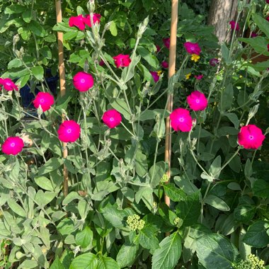 Melanie's garden