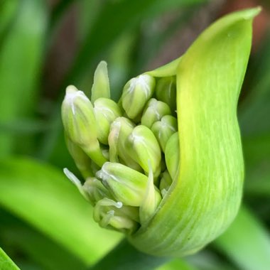 Melanie's garden