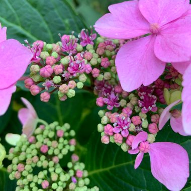 Melanie's garden