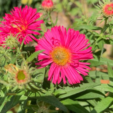 Melanie's garden