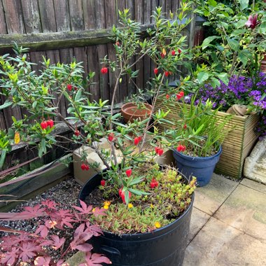 Melanie's garden