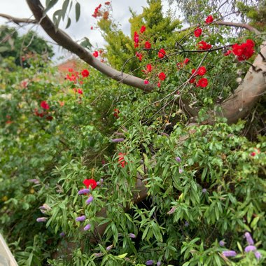 Melanie's garden