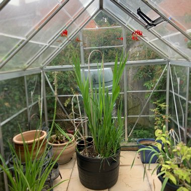 Melanie's garden