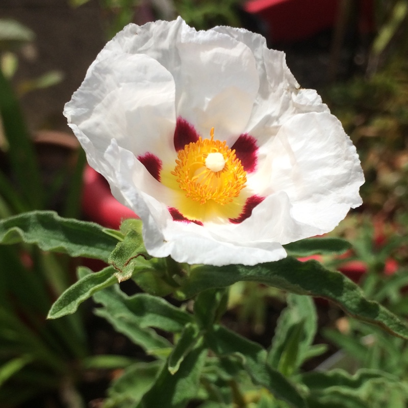Plant image Cistus x purpureus 'Alan Fradd'