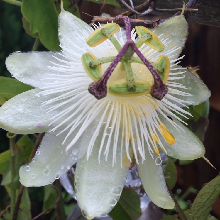 Plant image Passiflora caerulea 'White Lightning'