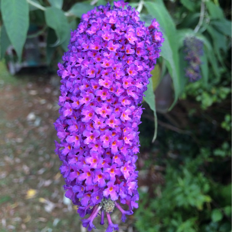 Plant image Buddleja davidii 'Harkstead Indigo' (Buzz Series) syn. Buddleja davidii 'Buzz Indigo'