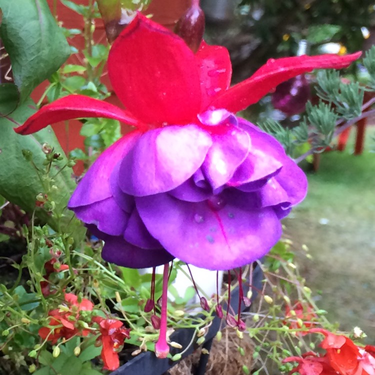 Plant image Fuchsia 'Display'