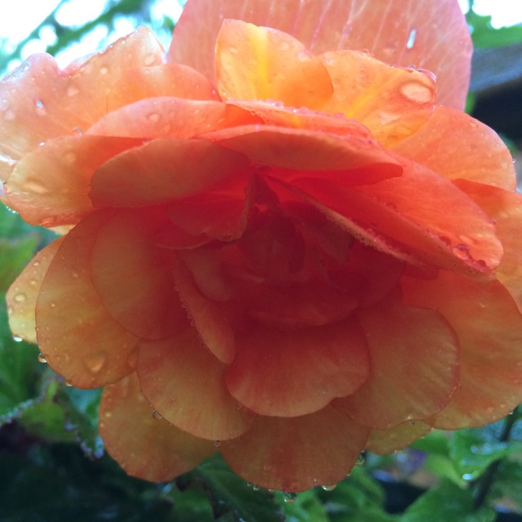 Plant image Begonia (Tuberous)