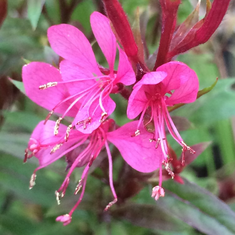 Plant image Oenothera lindheimeri 'Florgaured' syn. Oenothera lindheimeri 'Gaudi Red', Gaura lindheimeri 'Gaudi Red'