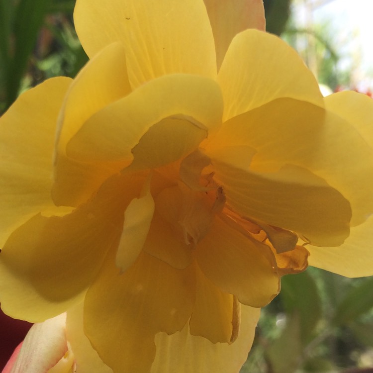 Plant image Begonia (Tuberous)