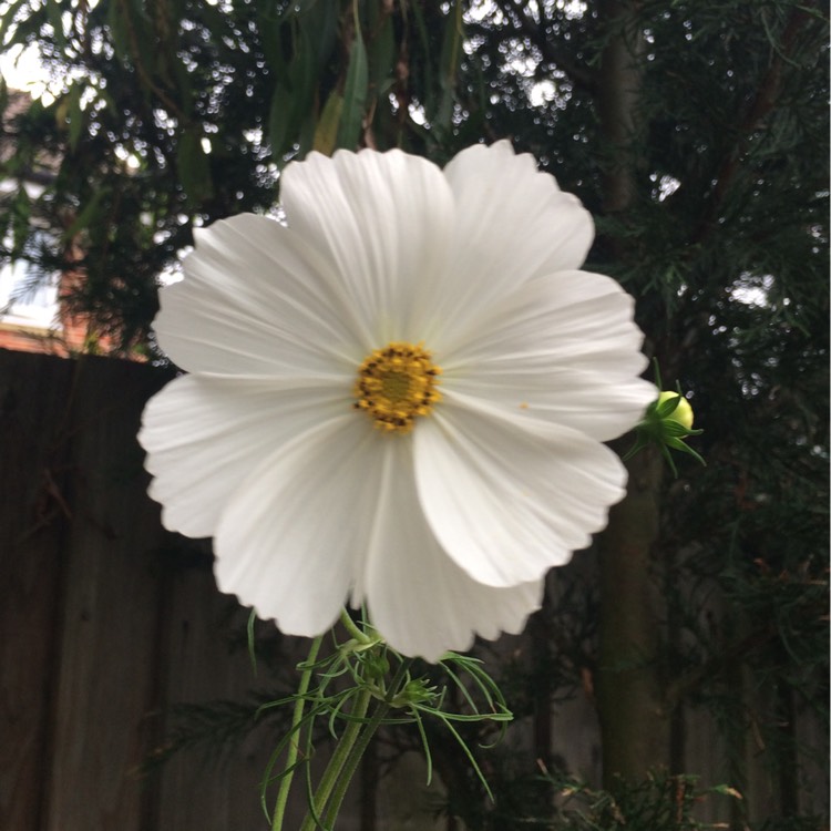 Plant image Cosmos Bipinnatus 'Purity'