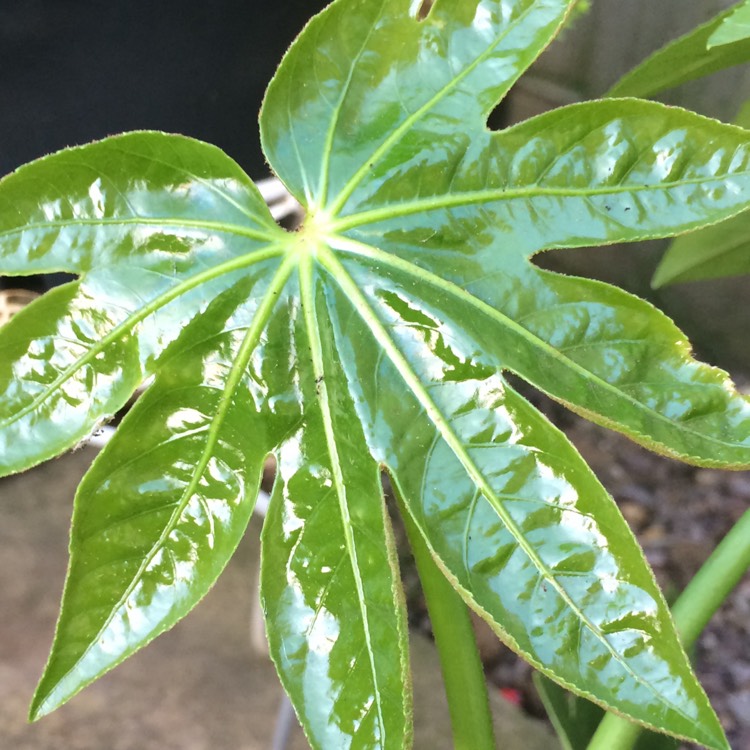 Plant image Ricinus communis
