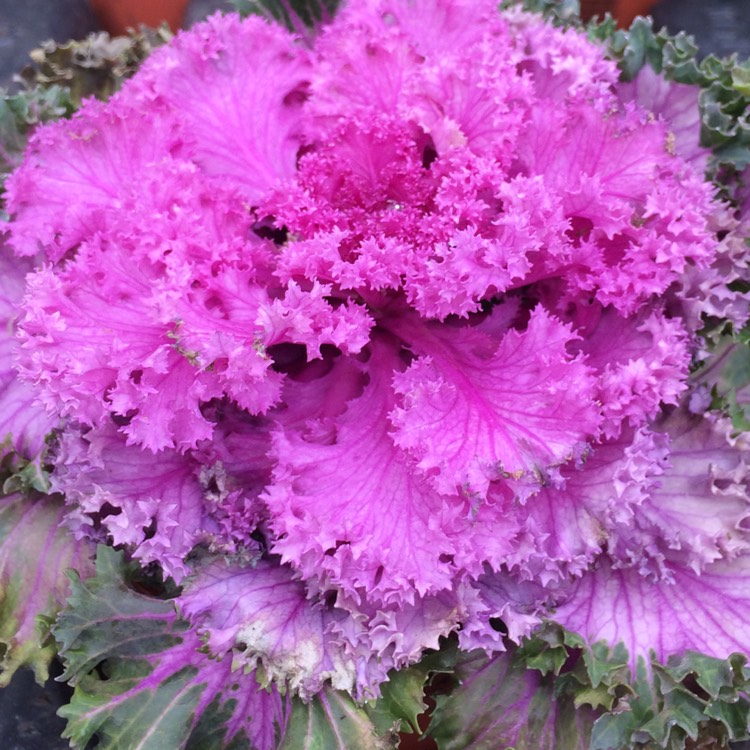 Plant image Brassica oleracea (Acephala Group)