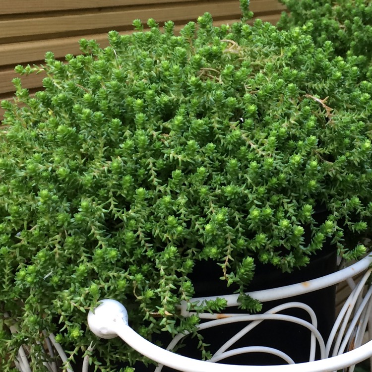 Plant image Sedum Acre