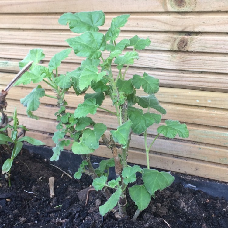 Plant image Lavatera trimestris