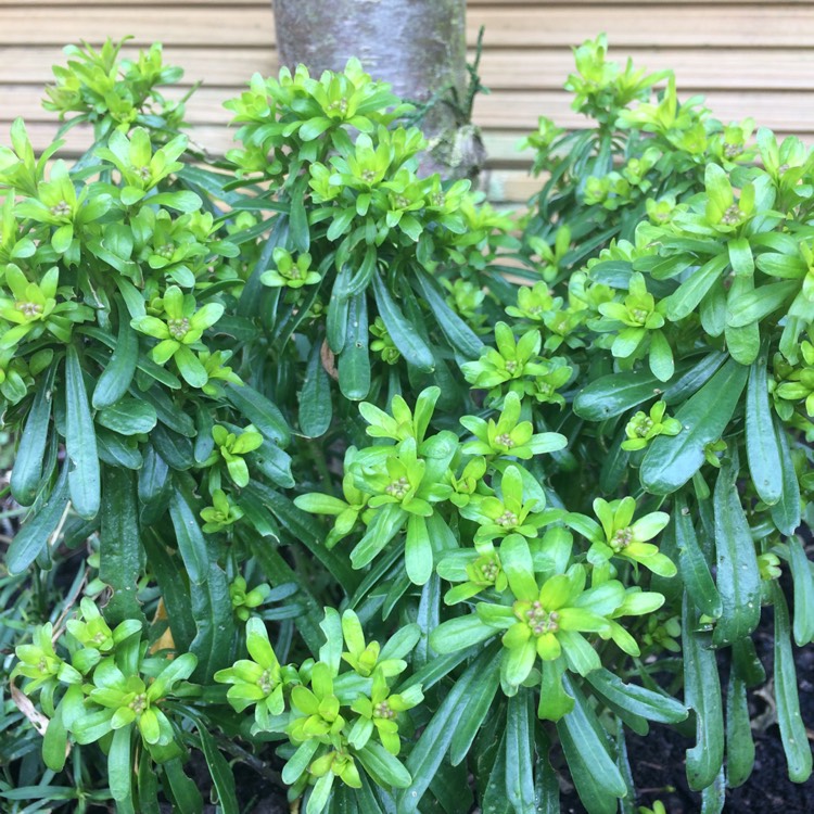 Plant image Choisya ternata