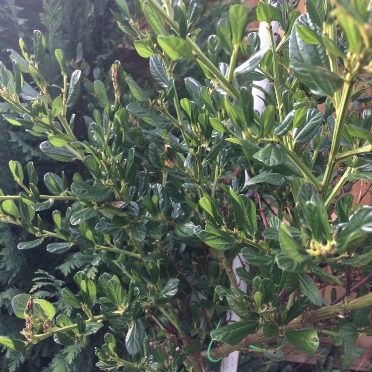 Plant image Ceanothus thyrsiflorus 'Skylark'