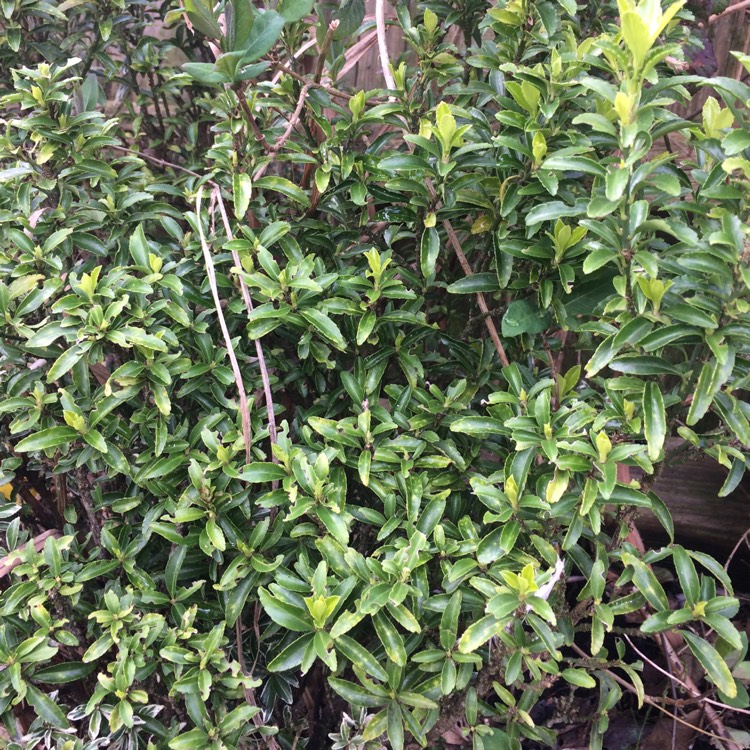 Plant image Euonymus