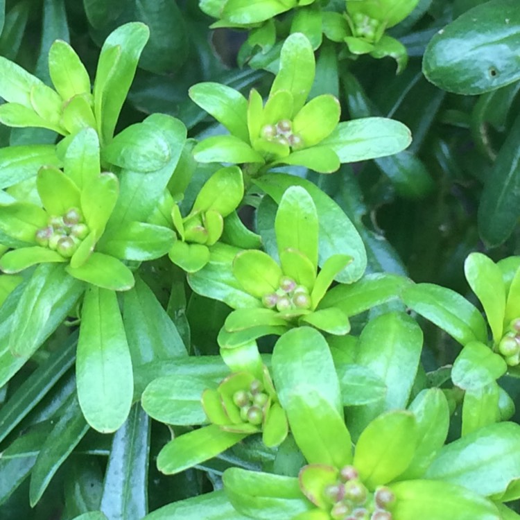 Plant image Choisya ternata