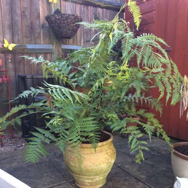 Dicksonia antarctica