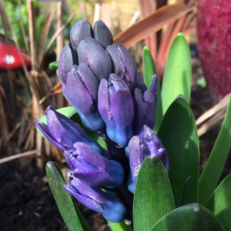 Plant image Hyacinthus orientalis 'Delft Blue'