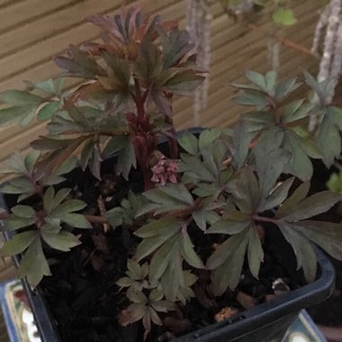 Lamprocapnos spectabilis 'Valentine' syn. Dicentra spectabilis 'Valentine'