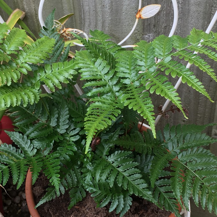 Plant image Dryopteris filix-mas
