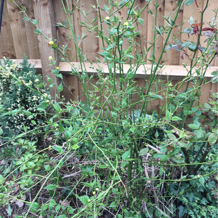 Plant image Kerria japonica 'Pleniflora'