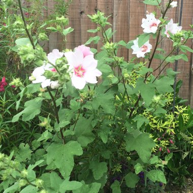 Lavatera x clementii 'Barnsley Baby'