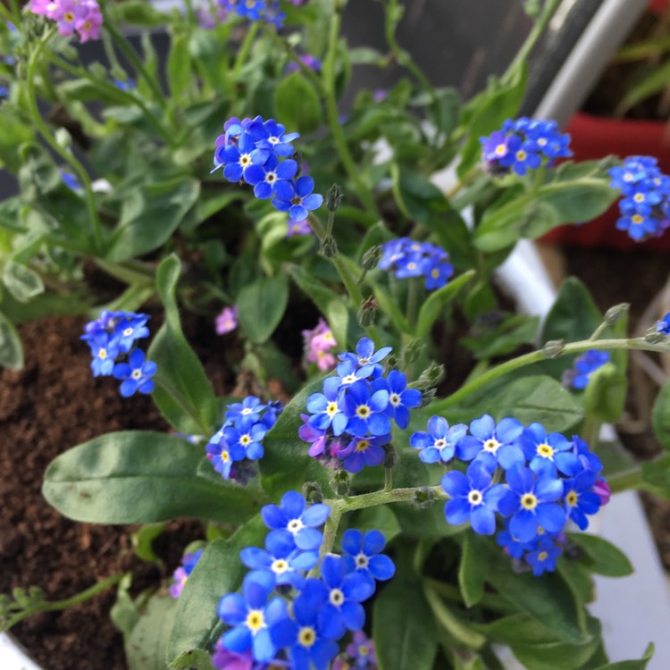 Plant image Myosotis arvensis