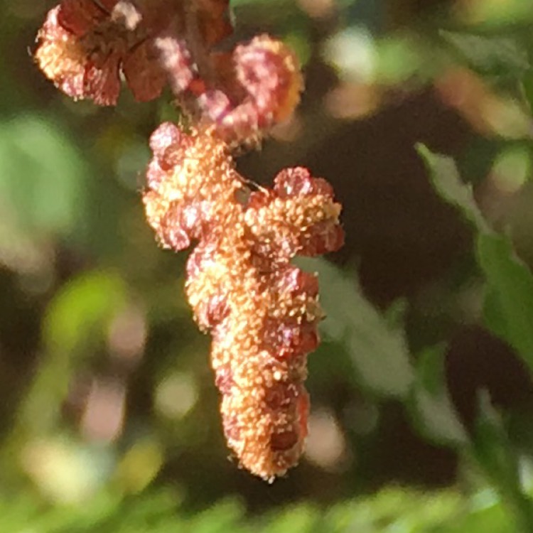 Plant image Dryopteris filix-mas
