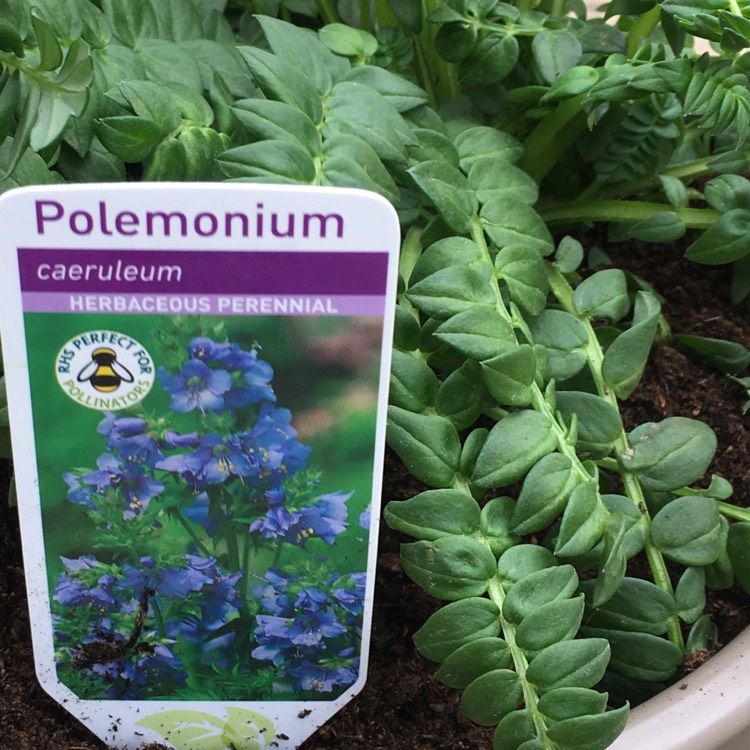Plant image Polemonium caeruleum