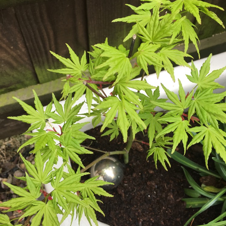 Plant image Acer palmatum