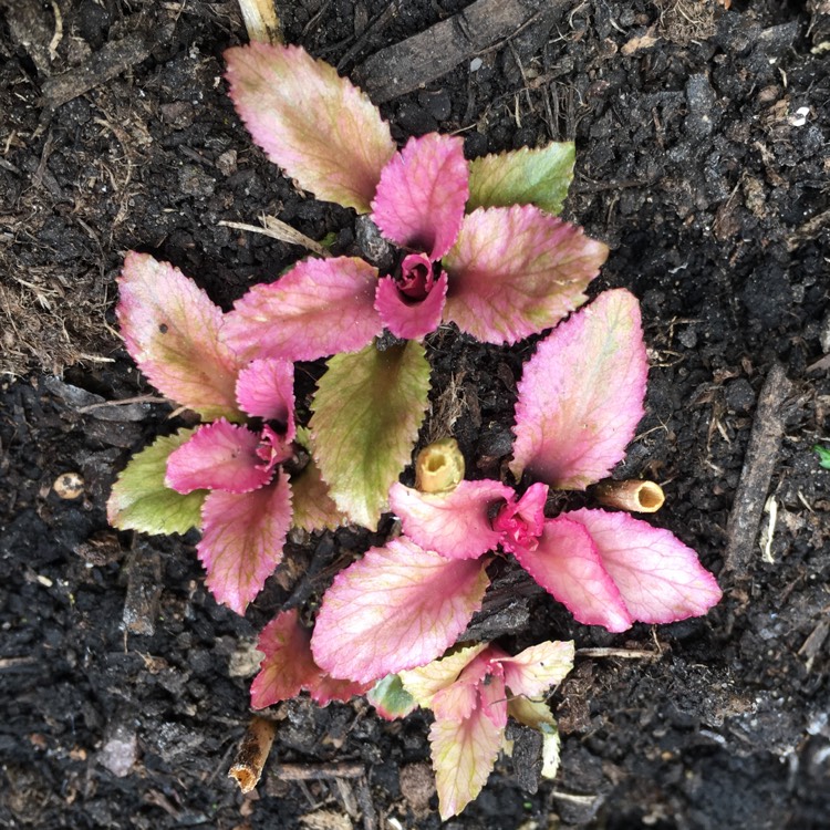 Plant image Lobelia cardinalis 'Queen Victoria'