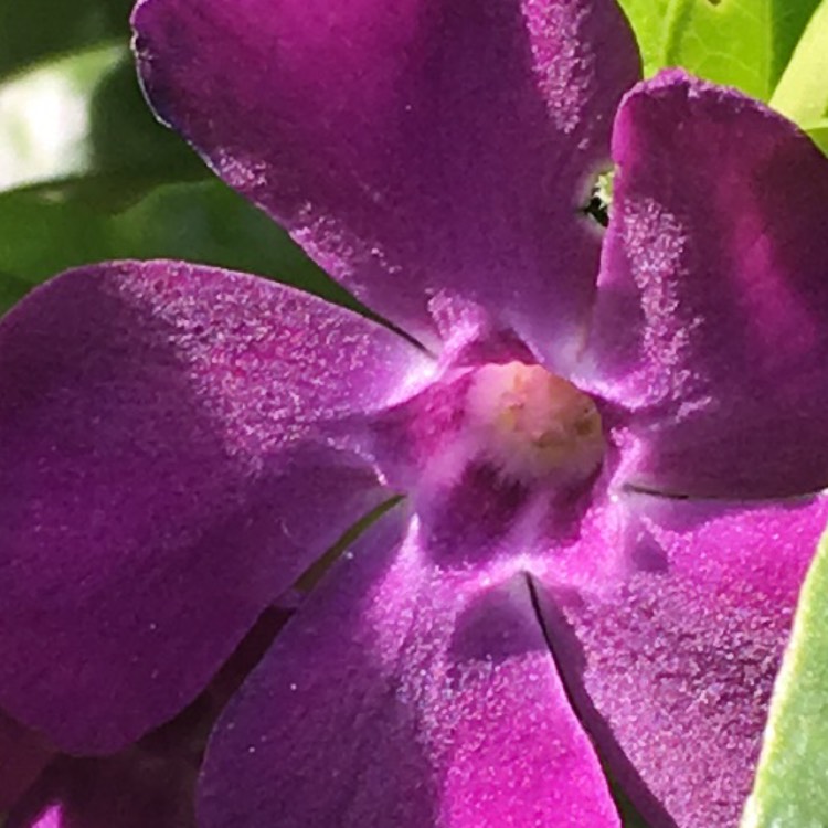 Plant image Vinca major