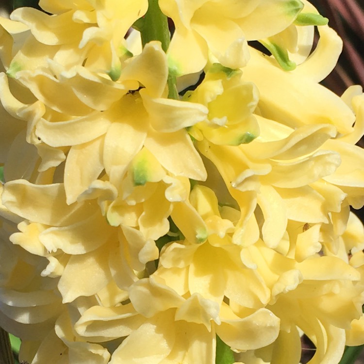 Plant image Hyacinthus orientalis
