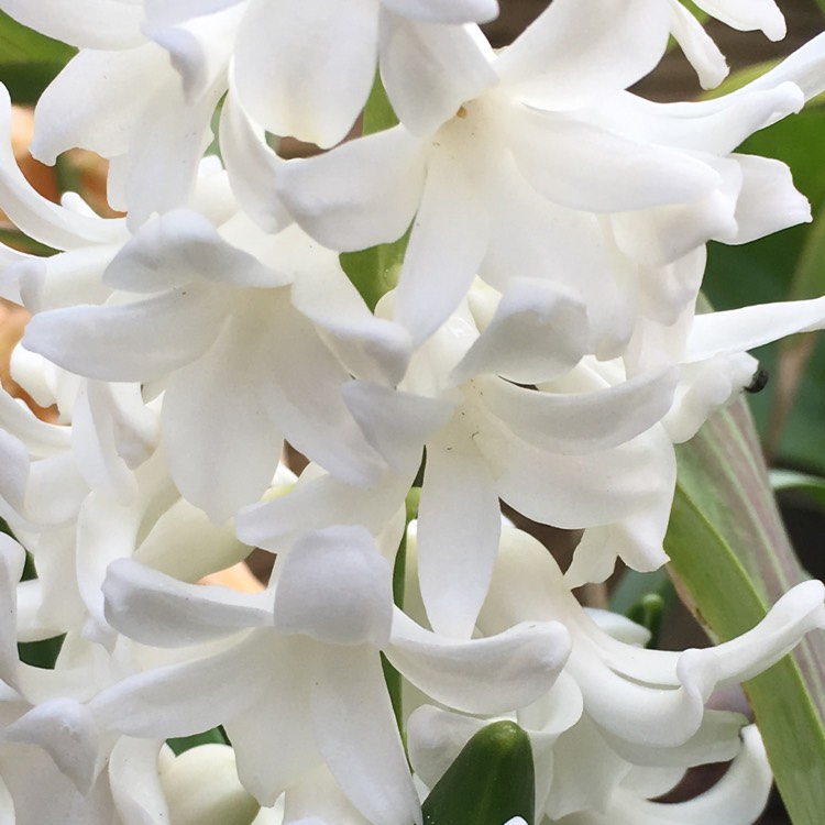 Plant image Hyacinthus orientalis 'White Pearl'