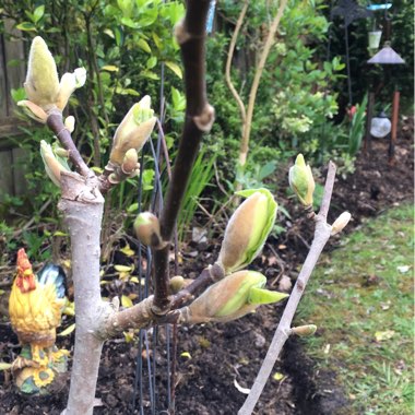 Magnolia acuminata 'Yellow Bird'