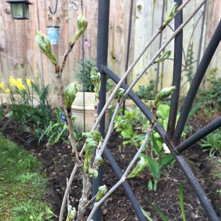 Plant image Wisteria floribunda