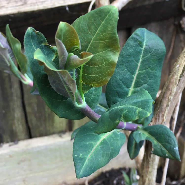 Plant image Lonicera periclymenum 'Belgica Select'