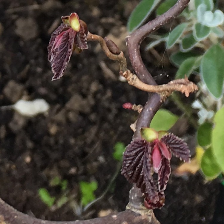 Plant image Corylus avellana 'Red Majestic' syn. Corylus avellana 'Contorta Red Majestic'