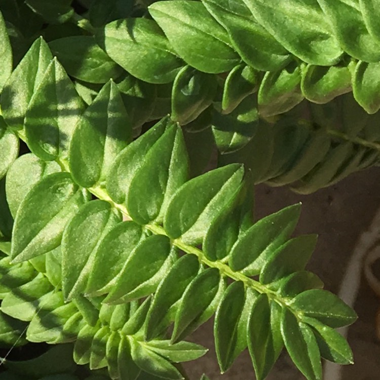 Plant image Polemonium