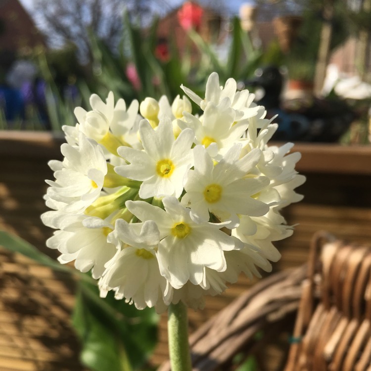 Plant image Primula denticulata 'Confetti White'