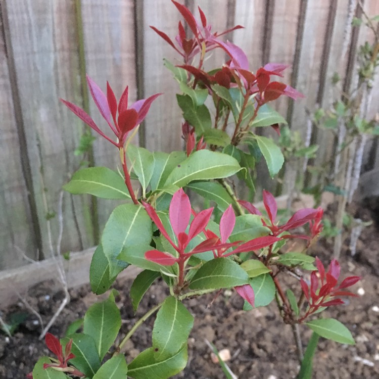Plant image Pieris