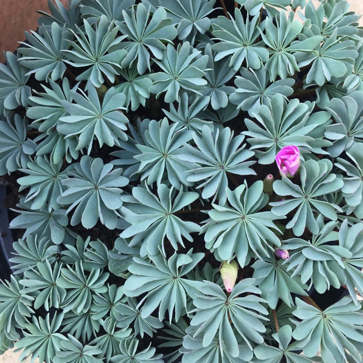 Plant image Oxalis Adenophylla