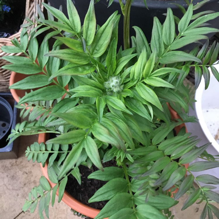 Plant image Polemonium