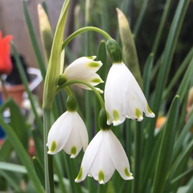 Leucojum aestivum 'Gravetye Giant'