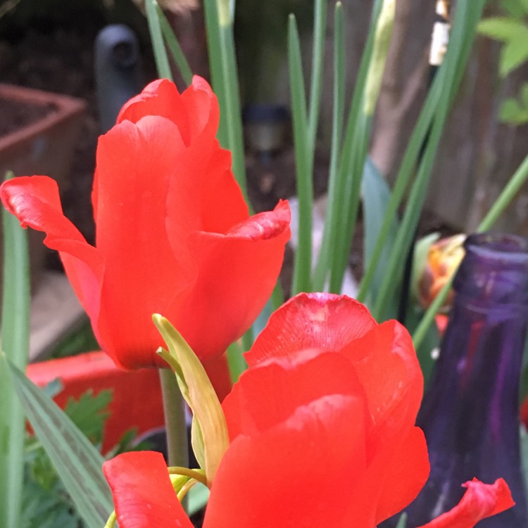 Plant image Tulipa 'Red Riding Hood'
