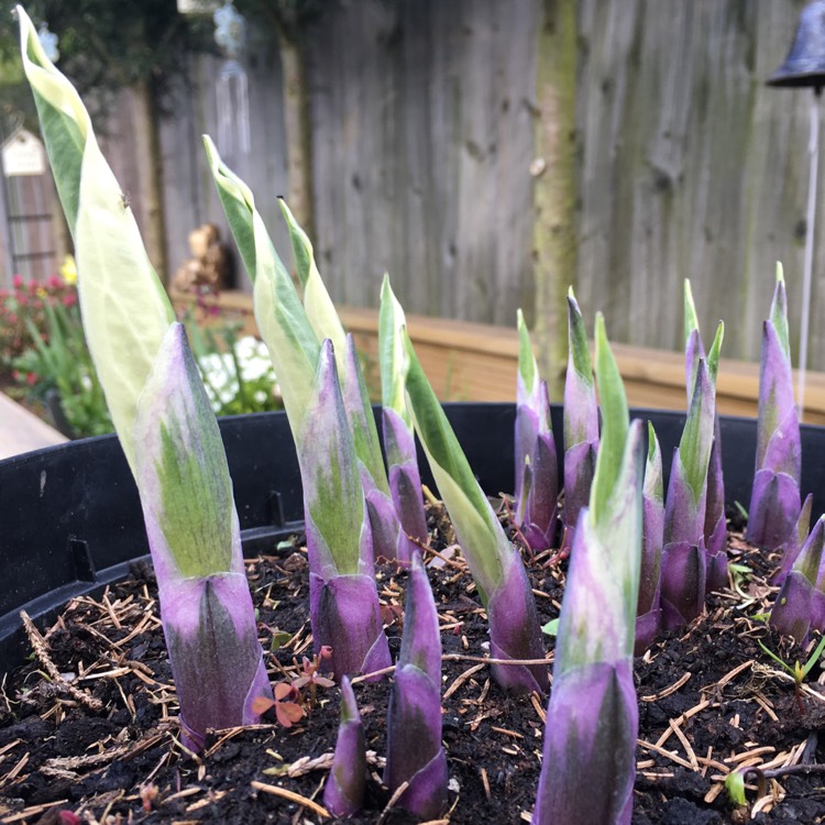 Plant image Hosta 'Francee'