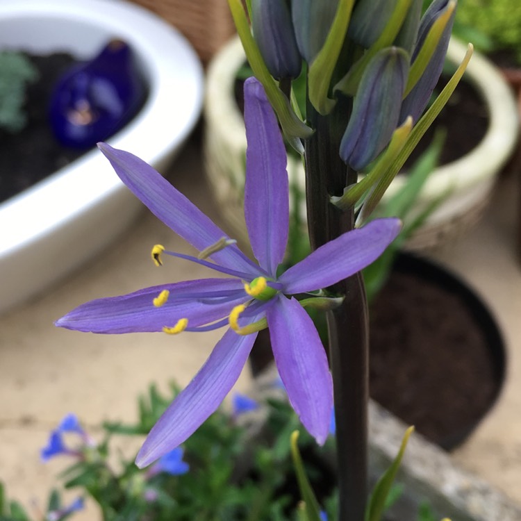 Plant image Camassia